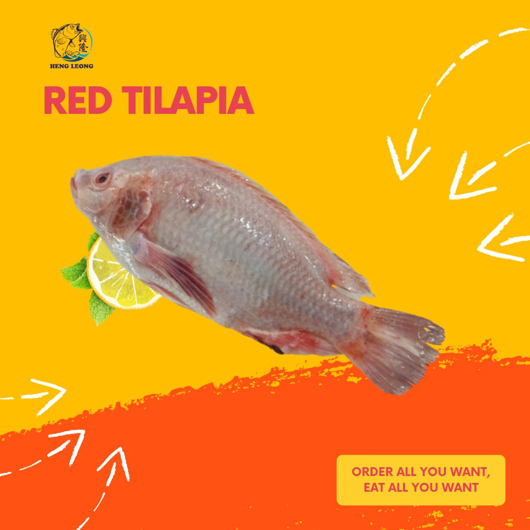 Red Tilapia/尼罗红