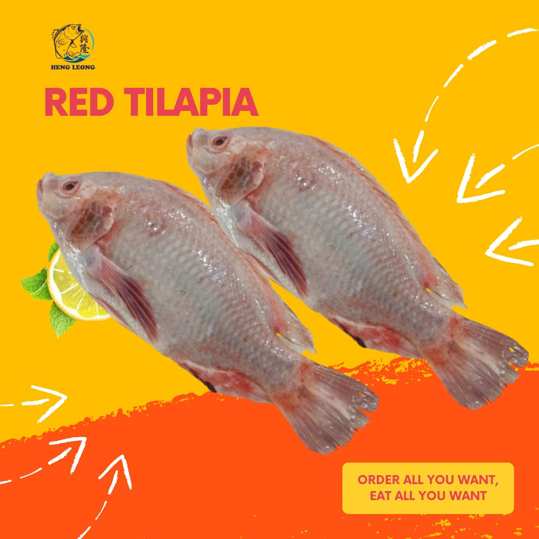 Red Tilapia/尼罗红 x 2 Pcs