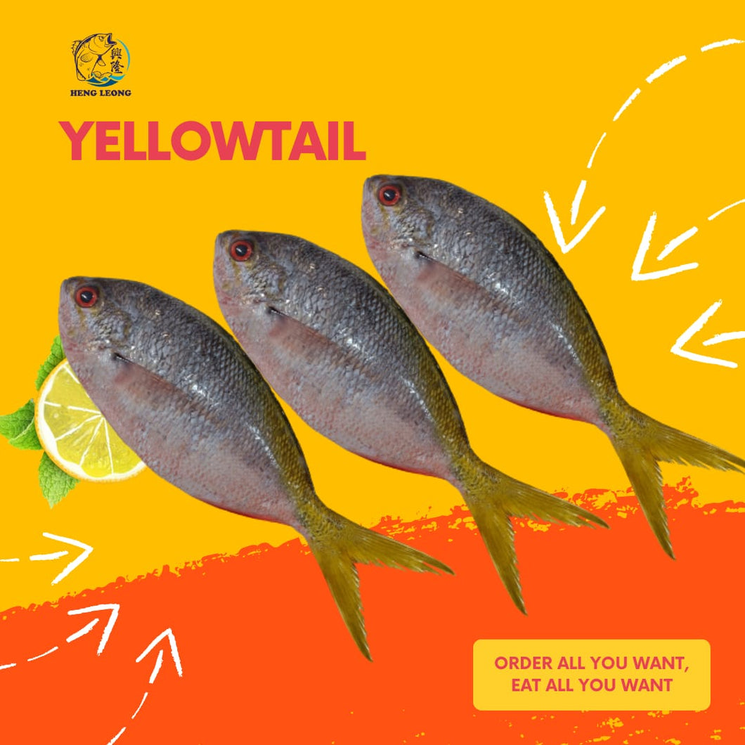 YellowTail/黄尾鱼