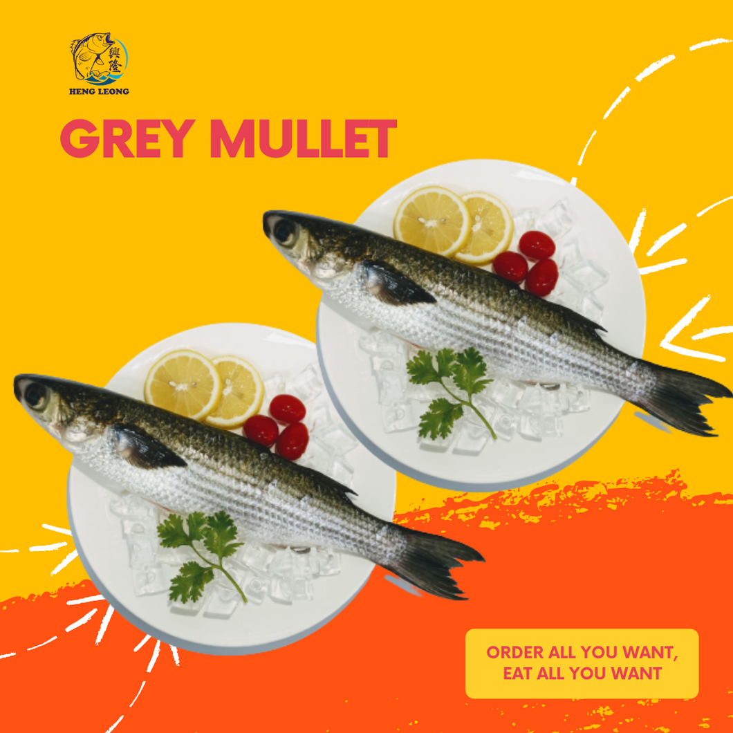 Grey Mullet/乌鱼 x 2 Pcs