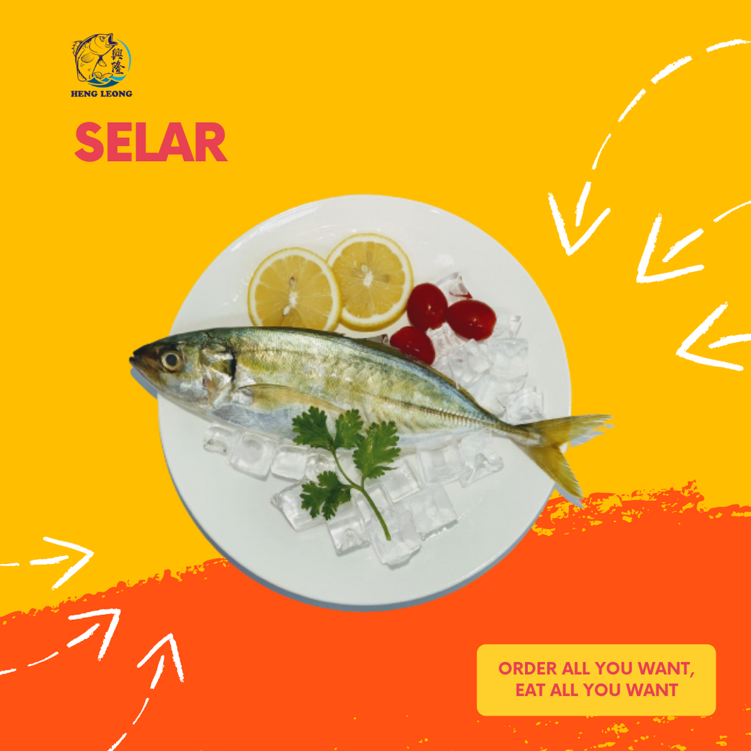 Selar/色拉鱼