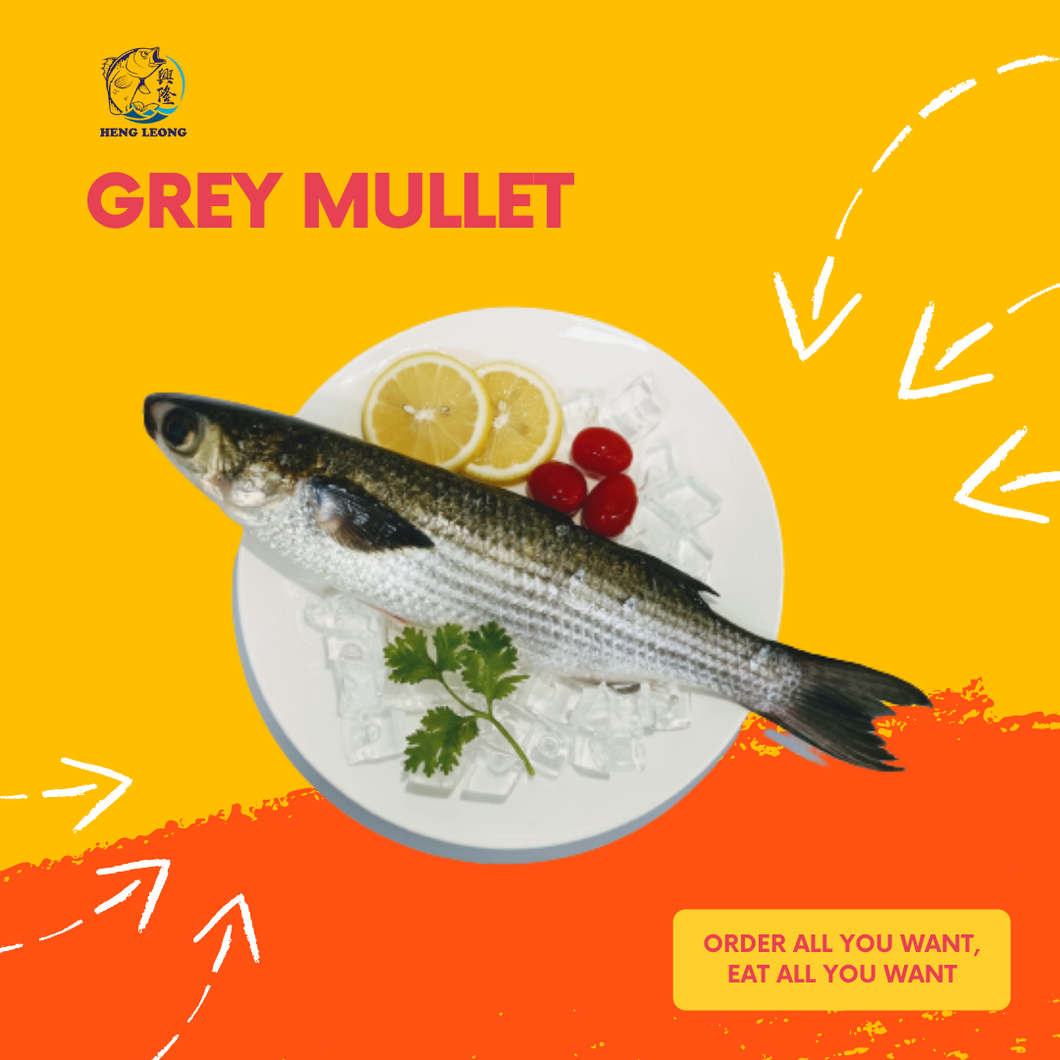 Grey Mullet/乌鱼